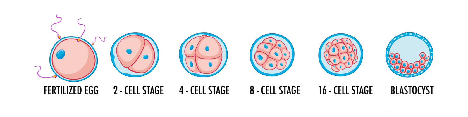 embryonic-development-graphic